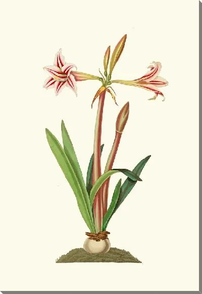 Картина Амариллис Виттата (Младший) (1834)