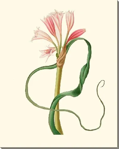 Картина Амариллис длиннолистный (Глаука) (1834 г.)