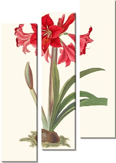 Картина Амариллис контакты (1834)