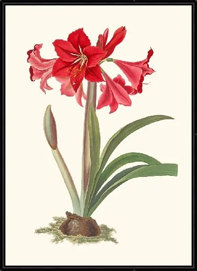 Картина Амариллис контакты (1834)