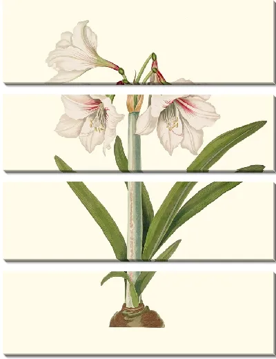 Картина Амариллис Пикта (1834)