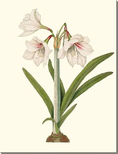 Картина Амариллис Пикта (1834)