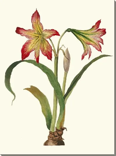 Картина Амариллис Пситтацина (1834 г.)