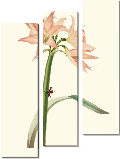 Картина Амариллис Пульверулента (1834 г.)