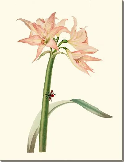 Картина Амариллис Пульверулента (1834 г.)