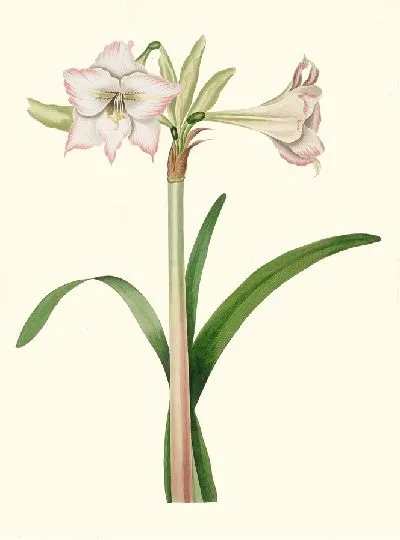 Картина Амариллис Соландрифлора Вар. (1834)