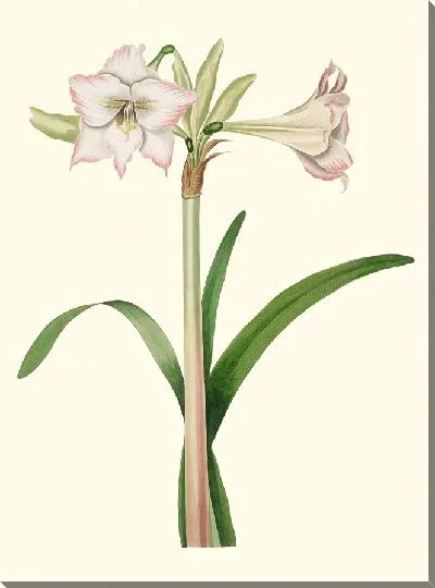 Картина Амариллис Соландрифлора Вар. (1834)