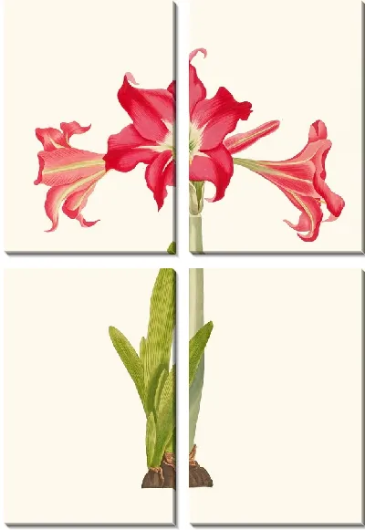 Картина Амариллис Соландрифлора Вар. Или Амариллис Джонсони (1834 г.)