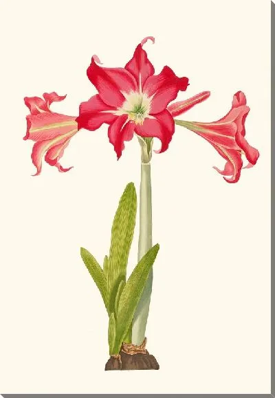 Картина Амариллис Соландрифлора Вар. Или Амариллис Джонсони (1834 г.)