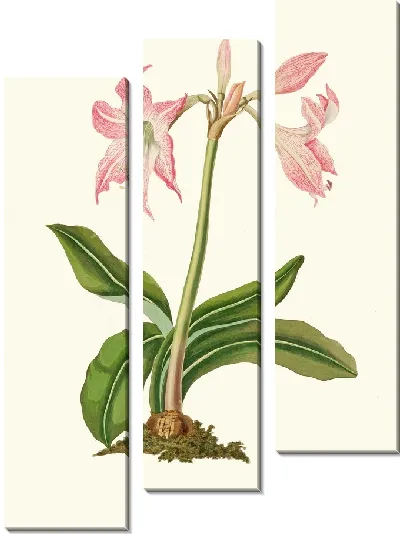 Картина Амариллис Стейлатафолия (1834 г.)