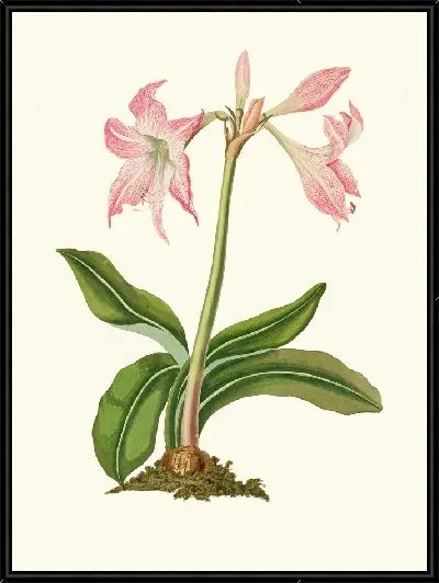 Картина Амариллис Стейлатафолия (1834 г.)