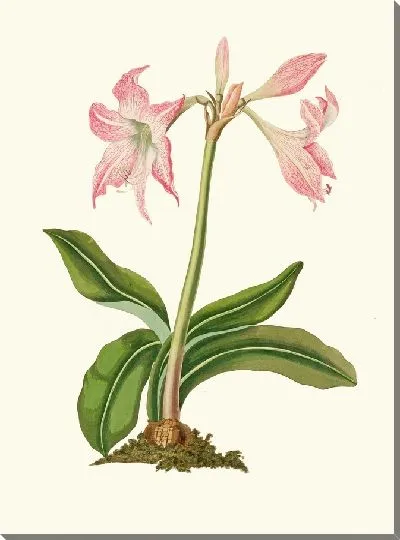 Картина Амариллис Стейлатафолия (1834 г.)