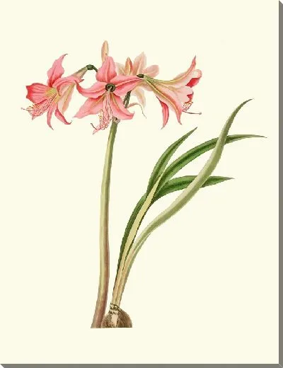 Картина Амариллис Стилоза (1834 г.)