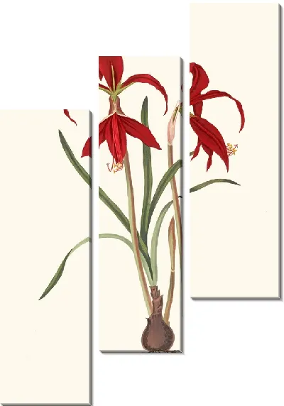 Картина Амариллис Формозиссима. (1834)