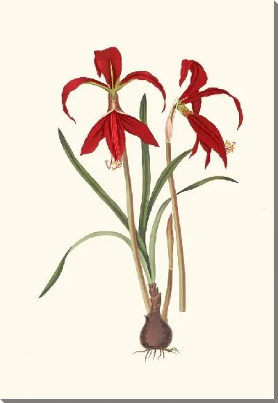 Картина Амариллис Формозиссима. (1834)