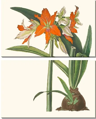 Картина Амариллис Фулгида (1834 г.)