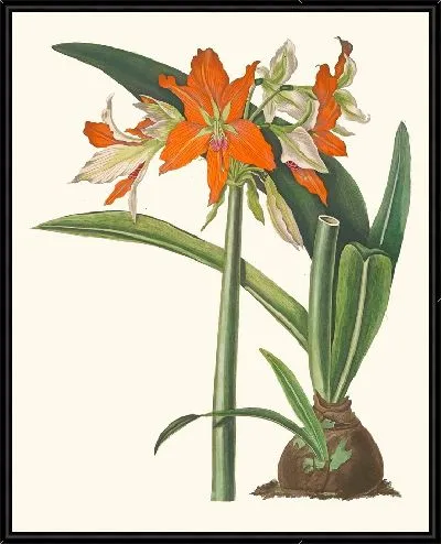 Картина Амариллис Фулгида (1834 г.)