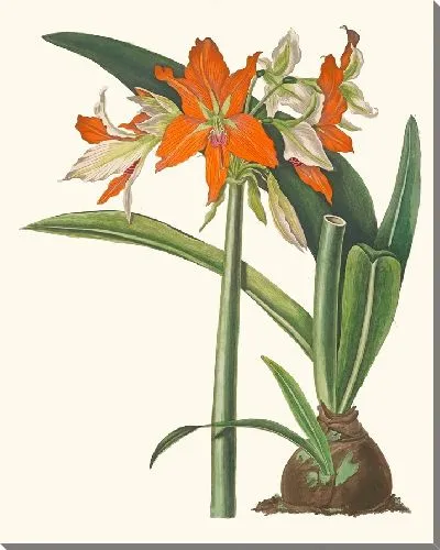 Картина Амариллис Фулгида (1834 г.)