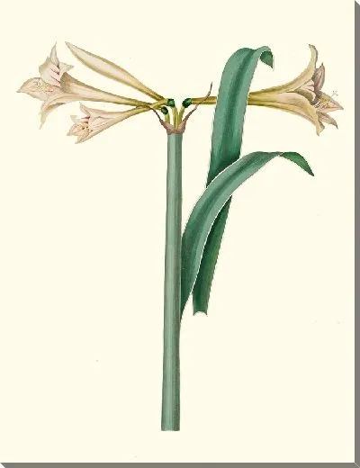 Картина Амариллис Харрисони (1834)