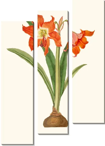 Картина Амариллис Эквестрис (мажор) (1834)