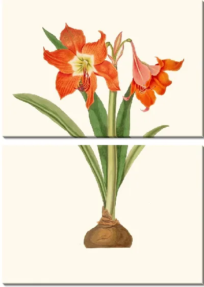 Картина Амариллис Эквестрис (мажор) (1834)