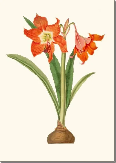 Картина Амариллис Эквестрис (мажор) (1834)