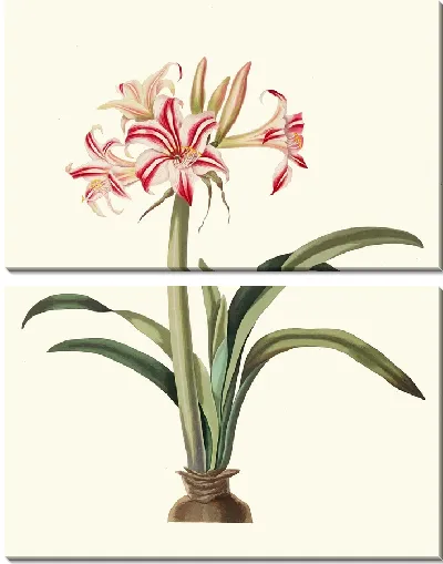 Картина Америллис Суперба (Виттата) (1834 г.)