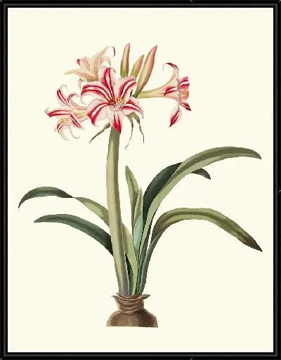 Картина Америллис Суперба (Виттата) (1834 г.)