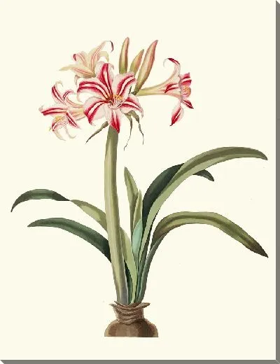 Картина Америллис Суперба (Виттата) (1834 г.)