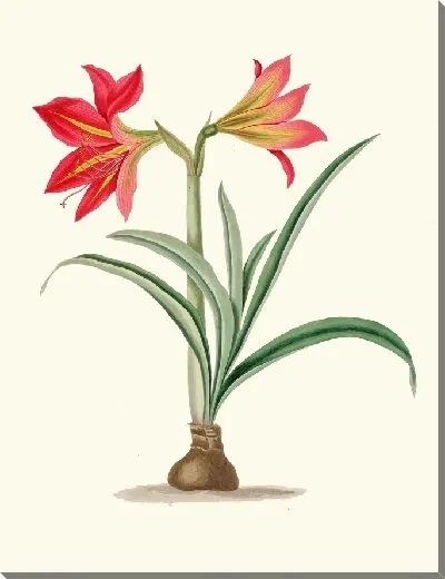 Картина Амриллис Платипетала. (1834)