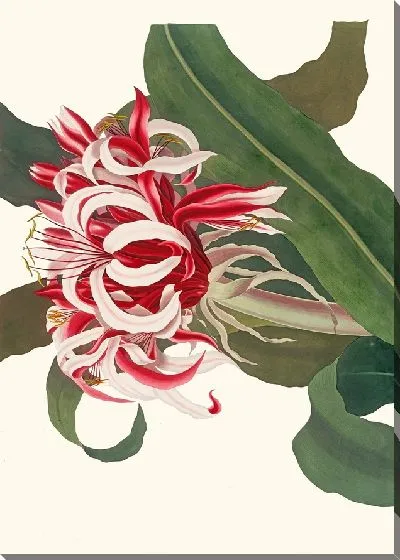 Картина Криниум Августум (Королева Эмма)