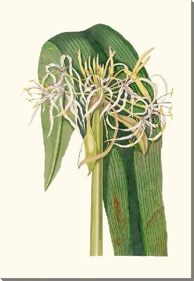 Картина Кринум Деклинатум (1834 г.)