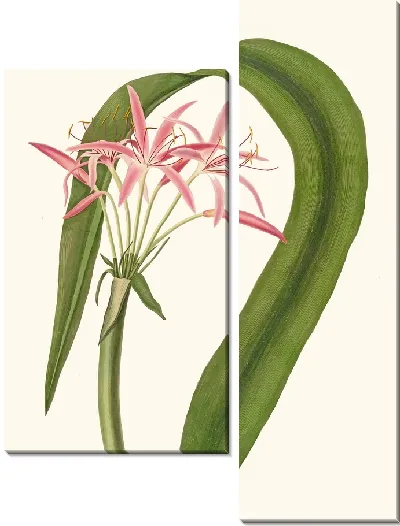 Картина Кринум Круентум (1834 г.)