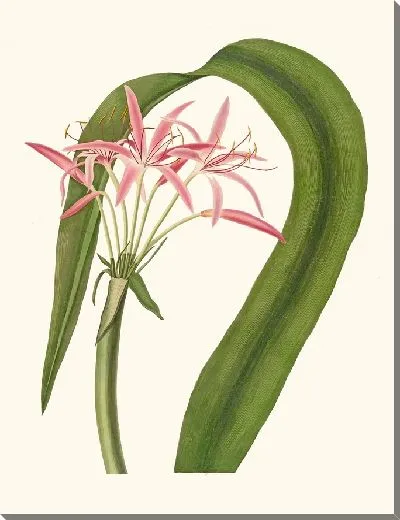 Картина Кринум Круентум (1834 г.)