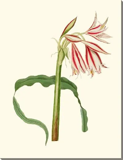 Картина Кринум Орнатум (1834 г.)