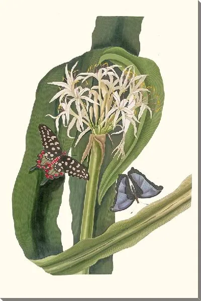 Картина Кринум педункулатум (Речная лилия)