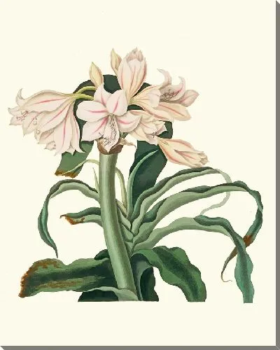 Картина Кринум Скабрум (1834 г.)