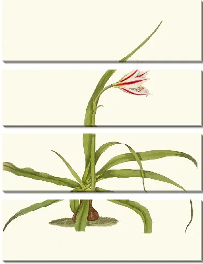 Картина Кринум Юккеидес (1834 г.)