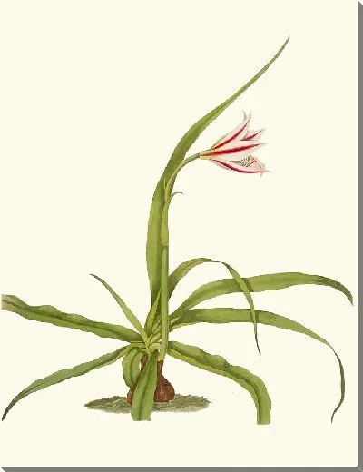 Картина Кринум Юккеидес (1834 г.)