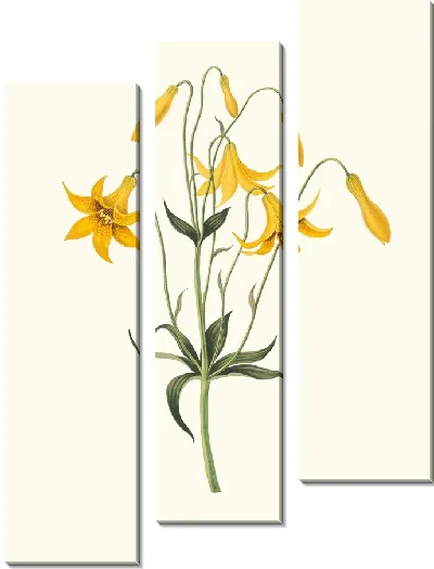 Картина Канадская лилия, Дикая желтая (1834 г.)