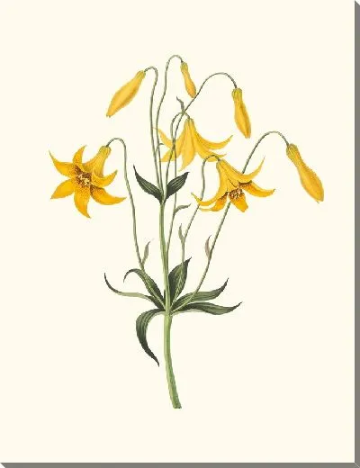 Картина Канадская лилия, Дикая желтая (1834 г.)
