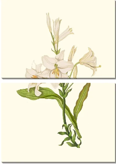 Картина Лилия Кандидум (1834)