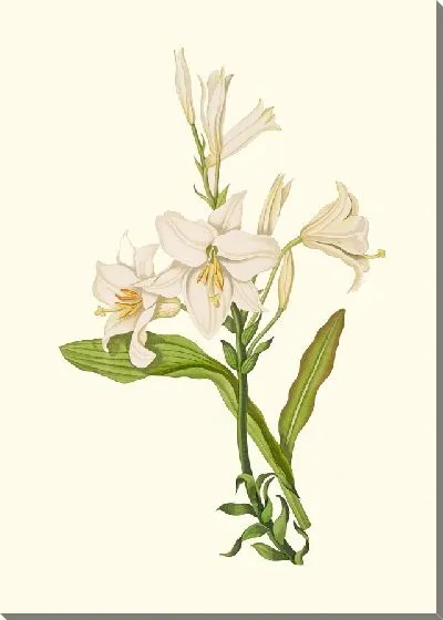 Картина Лилия Кандидум (1834)