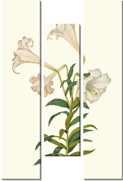 Картина Лилия лонгифлорум (1834)