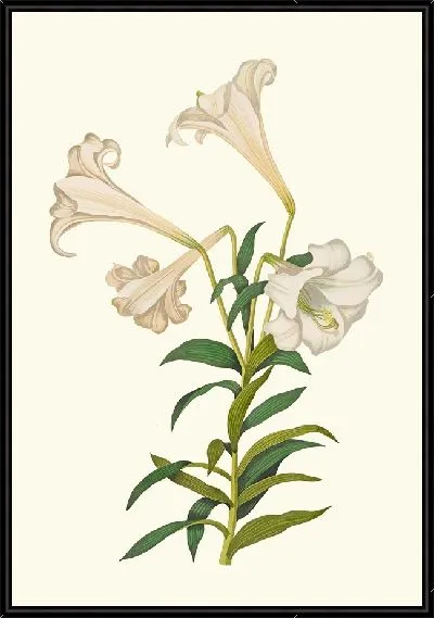 Картина Лилия лонгифлорум (1834)