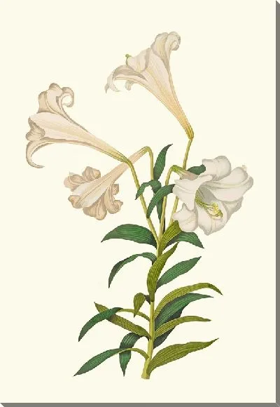 Картина Лилия лонгифлорум (1834)