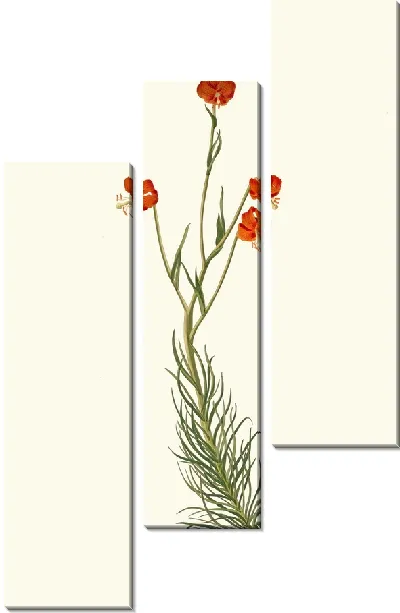 Картина Лилия Пиренаикум (1834 г.)