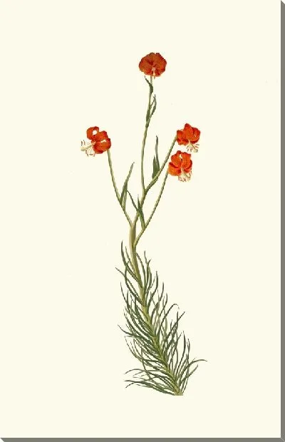 Картина Лилия Пиренаикум (1834 г.)