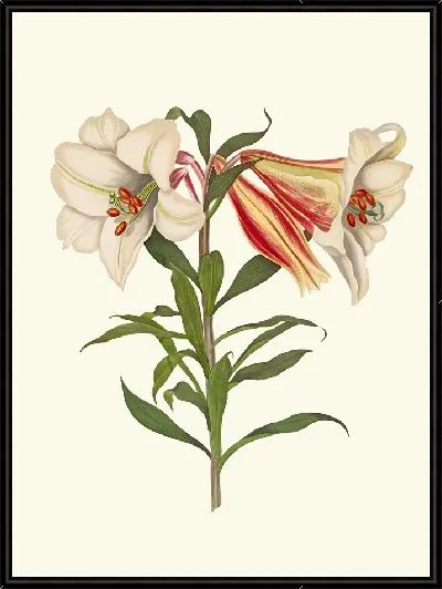 Картина Лилия японская (1834)