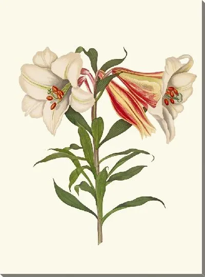 Картина Лилия японская (1834)